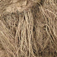 Achyranthes bidentata seeds 1kg