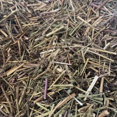 Nepeta cataria seeds