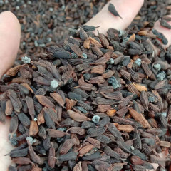 Stemona japonica seeds/radix stemonae seeds 1kg