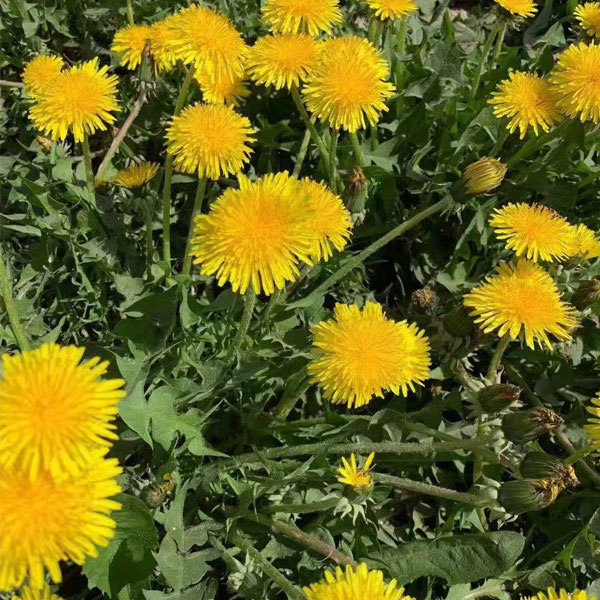 Dandelion seeds 1KG