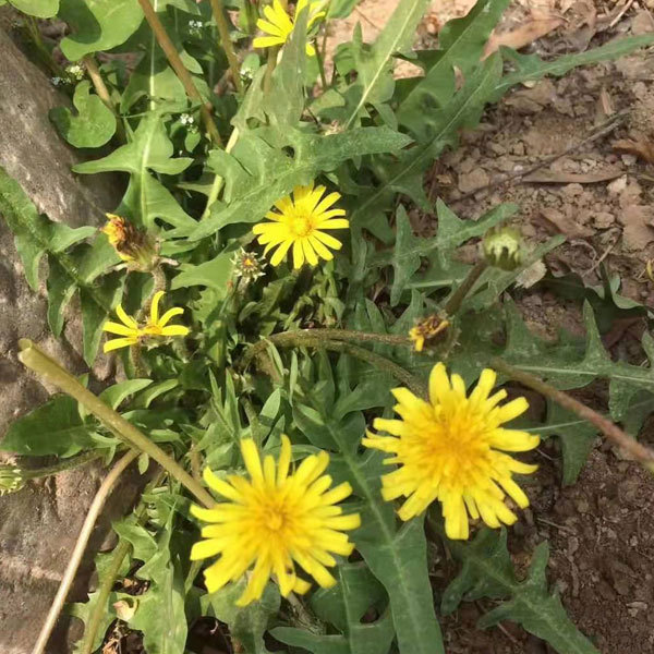 Dandelion seeds 1KG