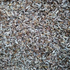 Atractylodes lancea seeds/rhizoma atractylodis seeds 1kg