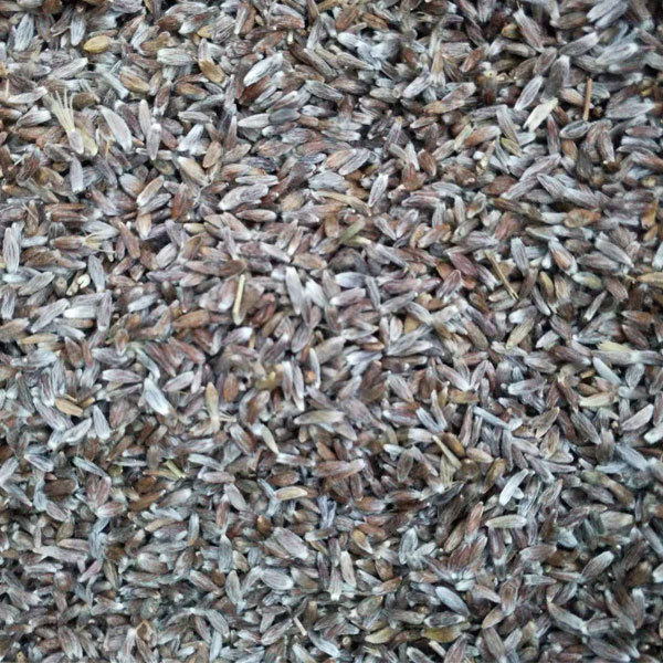 Atractylodes lancea seeds/rhizoma atractylodis seeds 1kg