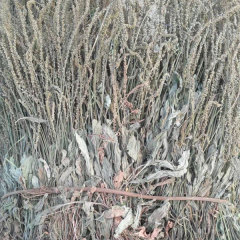 Plantain herb seeds/Plantago asiatica seeds 1kg