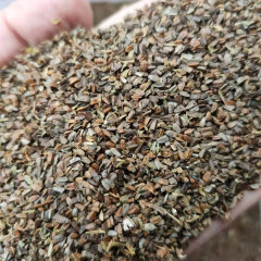 Leonurus artemisia seeds/motherwort seeds 1kg