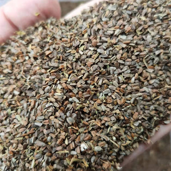 Leonurus artemisia seeds/motherwort seeds 1kg