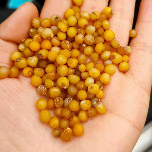 Polygonatum sibiricum seeds 1kg