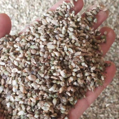 rhizoma arisaematis seeds 1kg