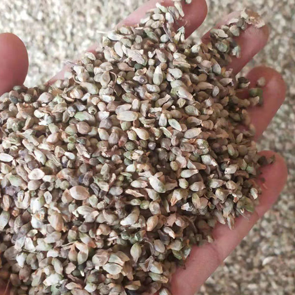 rhizoma arisaematis seeds 1kg