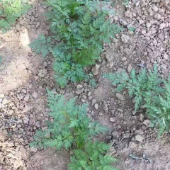 Saposhnikovia divaricata seeds 1kg