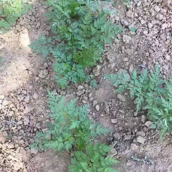 Saposhnikovia divaricata seeds 1kg