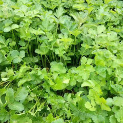 Notopterygium incisum seeds 1kg