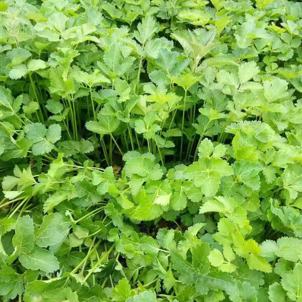 Notopterygium incisum seeds 1kg