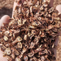 Rheum palmatum seeds 1kg