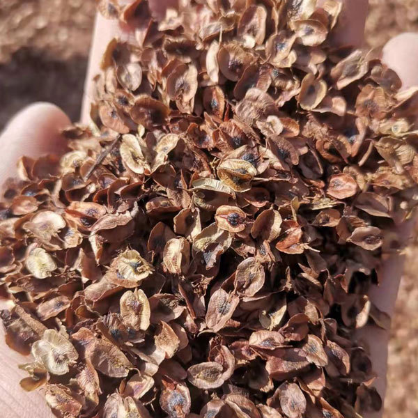 Rheum palmatum seeds 1kg