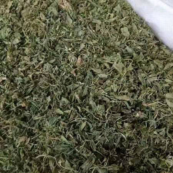 Viola philippica seeds 1kg