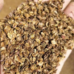 Notopterygium incisum seeds 1kg