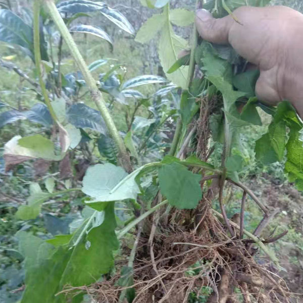 Dipsacus asper seeds 1kg