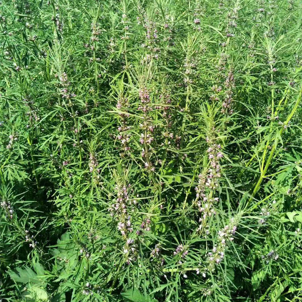Leonurus artemisia seeds/motherwort seeds 1kg