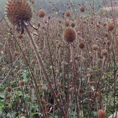 Dipsacus asper seeds 1kg