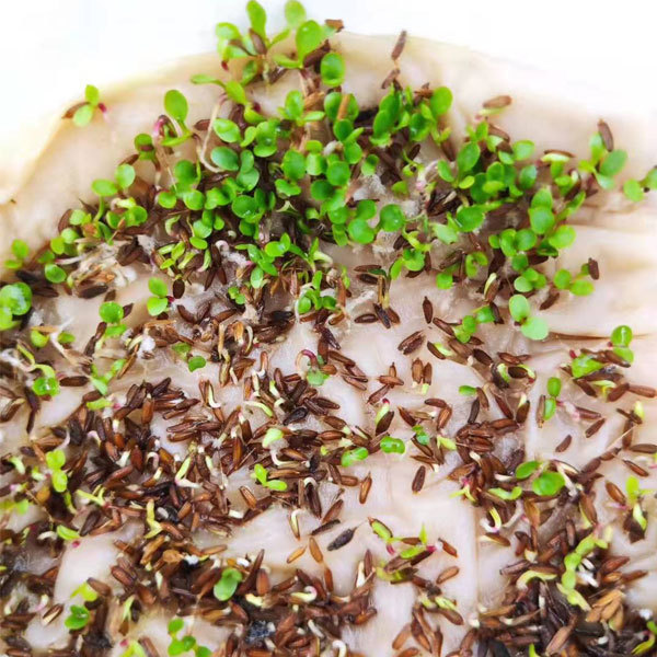 Dandelion seeds 1KG