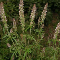 Nepeta cataria seeds