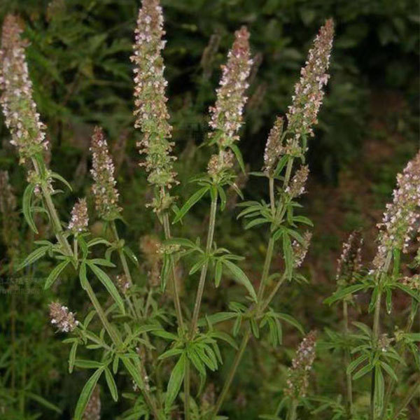 Nepeta cataria seeds