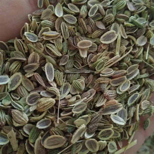 Saposhnikovia divaricata seeds 1kg