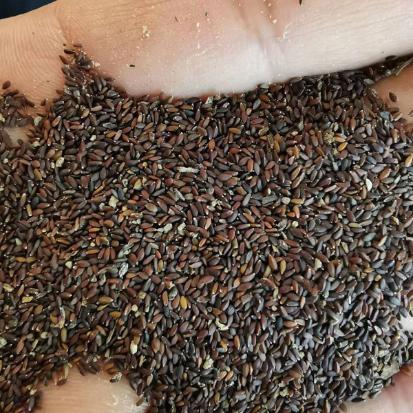 Nepeta cataria seeds