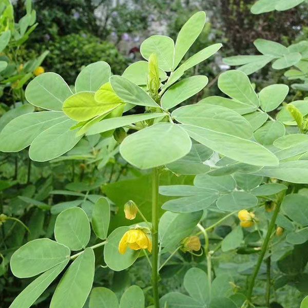 Cassia tora seeds 1kg