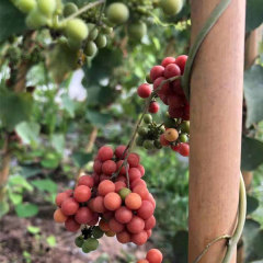 Stephania tetrandra seeds 1kg