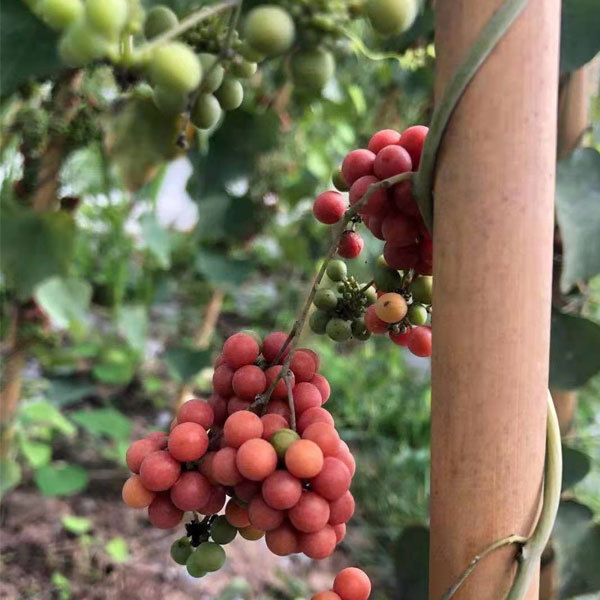 Stephania tetrandra seeds 1kg