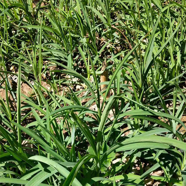 Bupleurum chinense seeds 1kg