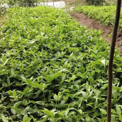 Pinellia ternata seeds 1kg