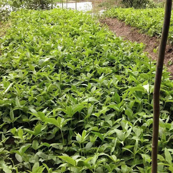 Pinellia ternata seeds 1kg