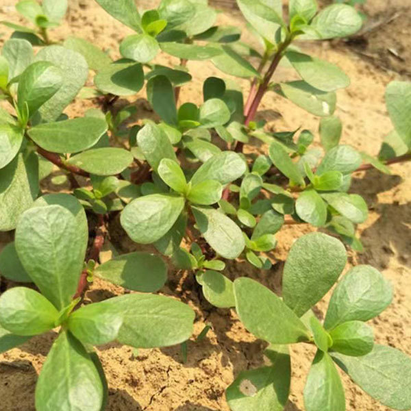 Portulaca oleracea seeds 1kg