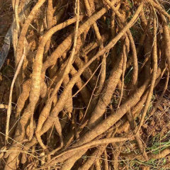 Millettia speciosa seeds 1kg