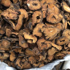 Rheum palmatum seeds 1kg