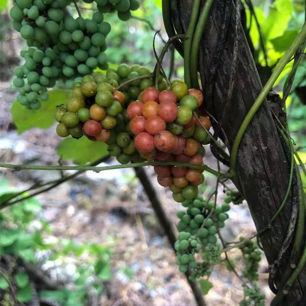 Stephania tetrandra seeds 1kg