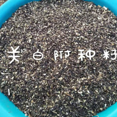 Aconitum coreanum seeds 1kg