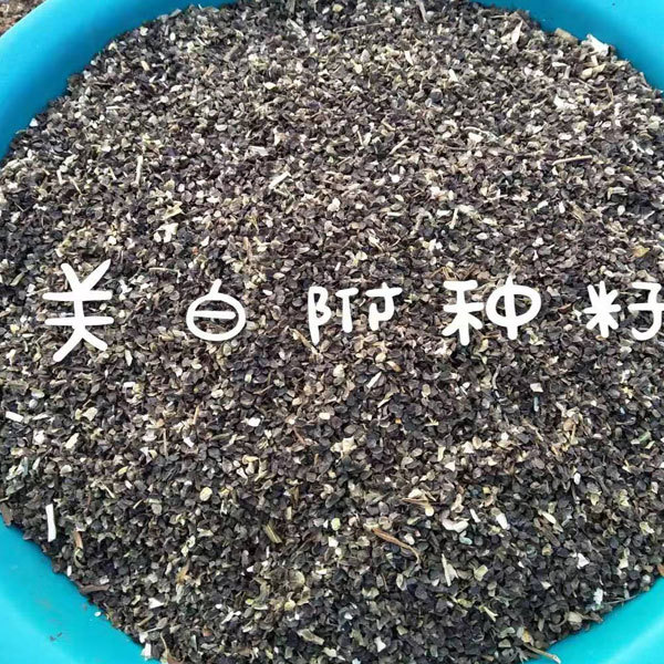 Aconitum coreanum seeds 1kg