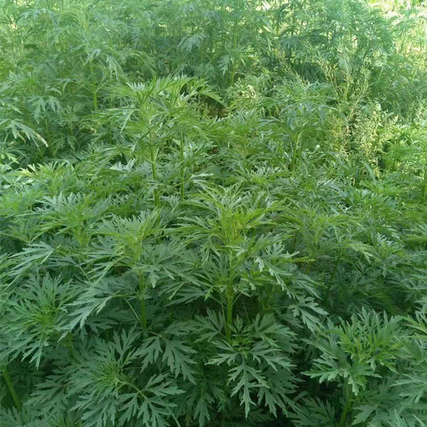 Leonurus artemisia seeds/motherwort seeds 1kg