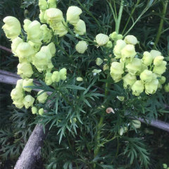 Aconitum coreanum seeds 1kg