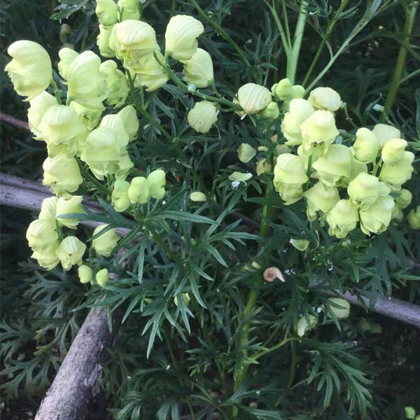 Aconitum coreanum seeds 1kg