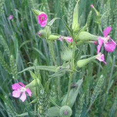 Vaccaria segetalis seeds 1kg