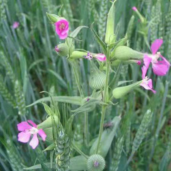 Vaccaria segetalis seeds 1kg