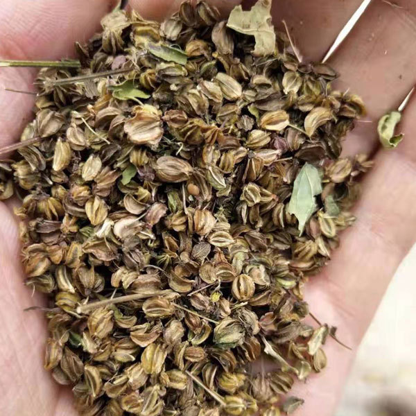 Notopterygium incisum seeds 1kg