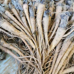 Rheum palmatum seeds 1kg