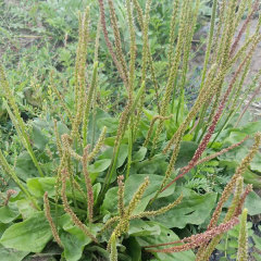 Plantain herb seeds/Plantago asiatica seeds 1kg