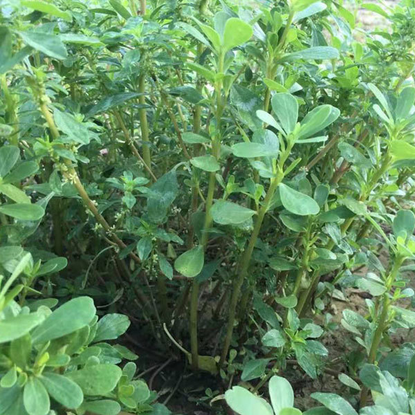 Portulaca oleracea seeds 1kg